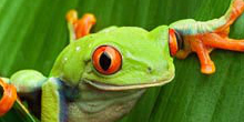 To the page:Biology (BSc)