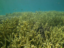 Acropora is by far the most common genus of coral with the most different species. It forms large thickets of coral, as shown here in a reef in Sulawesi, Indonesia. (Image: Wolfgang Kießling)q