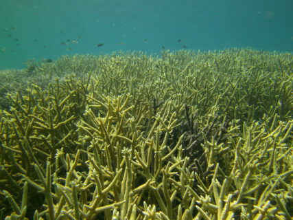 Acropora is by far the most common genus of coral with the most different species. It forms large thickets of coral, as shown here in a reef in Sulawesi, Indonesia. (Image: Wolfgang Kießling)q