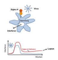 How viral infection could cause an autoimmune disease