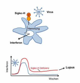 The protein Siglec-H determines how much interferon is secreted, which is essential for combating viruses. If the protein is missing, interferon production is not inhibited after infection, causing the lupus autoimmune disease. (Image: Lars Nitschke)
