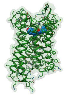 Towards entry "International team of researchers develops a new pain reliever which does not cause dependency or respiratory failure"