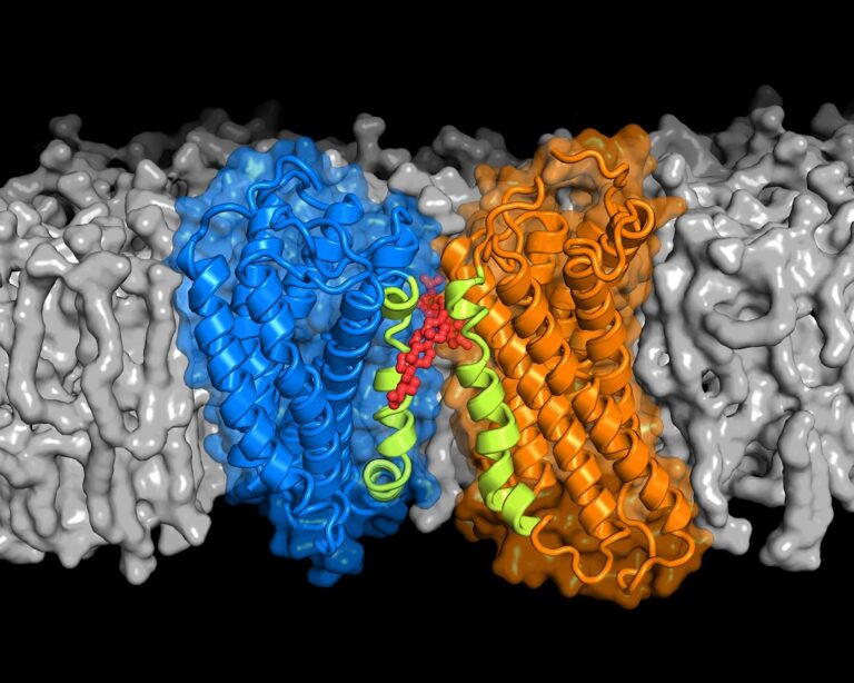 Cholesterol May Help Proteins Pair Up to Transmit Signals Across Cell Membranes
