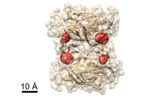 View of a protein: Max Planck researchers have used the COLD method to visualize the four binding sites of biotin (labelled by red dye molecules) in the protein streptavidin, whose structure is already known. © MPI for the Science of Light