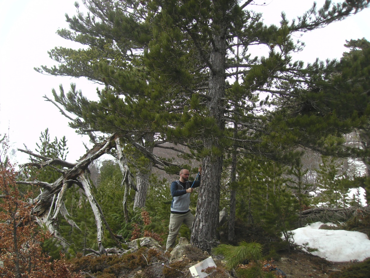 Doctoral candidate Martin Häusser uses an increment borer to take a sample from a black pine. The wood core samples obtained in this way provide the researcher with information on the age of trees and their annual growth rates. (Image: FAU/Sonja Szymczak)