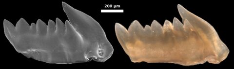 Image of a conodont's tooth (image: FAU/Bryan Shirley)