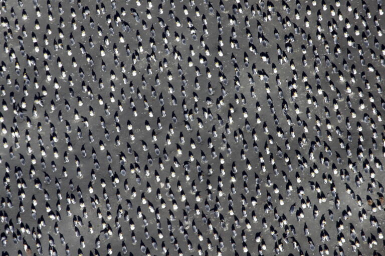 Structure of penguin breeding colonies is similar to glass