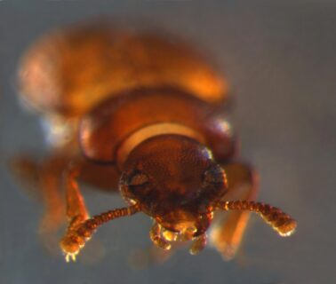 The image shows a red flour beetle