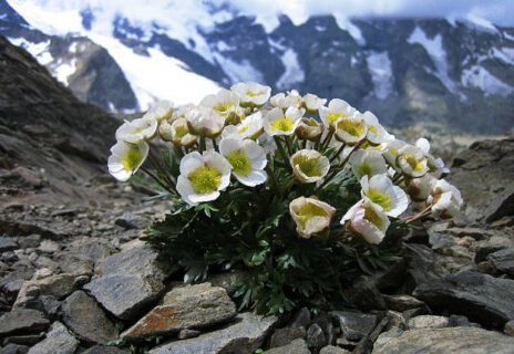 The picture shows Ranunculus glacialis – Glacier buttercup: Typical high alpine species that primarily grows on acidic rocks such as granite and gneiss. It was found on summits in most of the researched European mountain areas. In the historic data set, the plant occurred on 113 summits and was discovered again with a few exceptions on most of the summits during the study. (Image: Cajsa Nilsson, SLF)