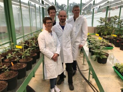 A team of biochemists at FAU led by Prof. Dr. Uwe Sonnewald have discovered why potato plants form significantly lower numbers of tubers or sometimes none at all at higher temperatures. The authors of the study from FAU (from left): PD Dr. Sophia Sonnewald, Günter Lehretz, Dr. José María Corral García and Prof. Dr. Uwe Sonnewald. (Image: FAU/Rabih Mehdi)