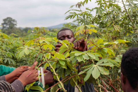 Field trials are being carried out in Africa and Asia to determine which strains of plants are most promising. ( Image: FZJ/Anna van Doorn)