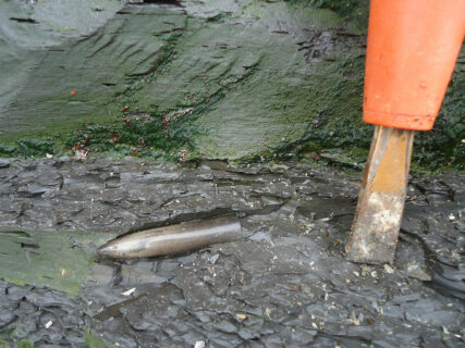 A fossilized skeleton of a belemnite. (Image: FAU/Patricia Rita)