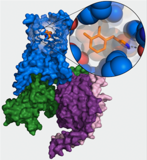 New high-resolution structure of alpha2B adrenergic receptor (blue) in combination with the drug dexmedetomidine (orange) and GO protein (green, purple, pink). (Image: FAU/Jonas Kaindl)