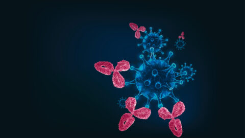 The spike protein is the sharpest weapon and a weak point of the coronavirus: the virus needs the protein to infect a cell. However, antibodies can recognise the virus by means of the distinctive spike protein, bind to it and prevent the virus from penetrating into the cell. (Image: Colourbox, iStock/ peterschreiber.media)