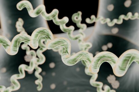 Borrelia, 3D rendering (image: Shutterstock)