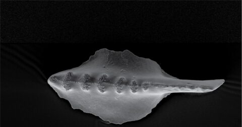 A scanning electron microscope image of a dental platform element from the Conodont genus Sweetognathus, collected in Wyoming, USA. This specimen is between 293.7 and 294.9 years old. (Image: David Terrill, Charles Henderson)