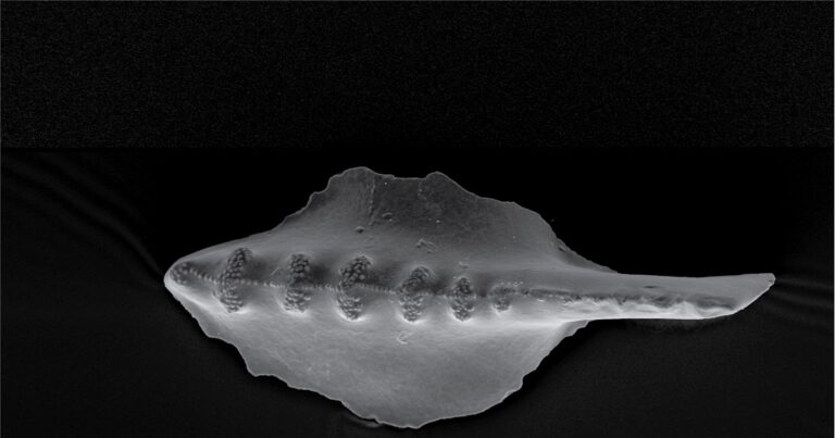 Identical evolution of isolated organisms