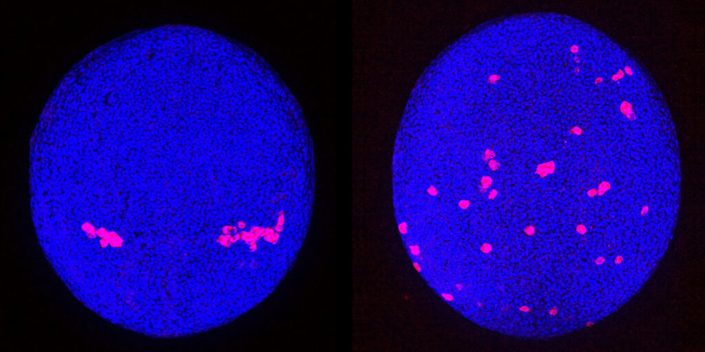 Spatial and temporal distribution of primordial germ cells (stained in red) in zebrafish embryos. Normally, with the help of an attractant produced in the environment, the cells migrate in a targeted and coordinated manner through the developing embryo and reach the regions where the sex organs are formed (left). In the absence of the attractant receptor, the cells distribute differently (right). Looking at just one zebrafish, as here, there seems to be no pattern in this. Short version: Primordial germ cells (red) in zebrafish embryos are guided to their destination by an attractant (left). When the attractant receptor is absent, their migration appears to lack any pattern (right). (Image: Gross-Thebing, Truszkowski, Tenbrinck et al. Sci Adv 2020;6: eabc5546/CC BY-NC)