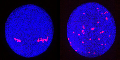 Spatial and temporal distribution of primordial germ cells (stained in red) in zebrafish embryos. Normally, with the help of an attractant produced in the environment, the cells migrate in a targeted and coordinated manner through the developing embryo and reach the regions where the sex organs are formed (left). In the absence of the attractant receptor, the cells distribute differently (right). Looking at just one zebrafish, as here, there seems to be no pattern in this. Short version: Primordial germ cells (red) in zebrafish embryos are guided to their destination by an attractant (left). When the attractant receptor is absent, their migration appears to lack any pattern (right). (Image: Gross-Thebing, Truszkowski, Tenbrinck et al. Sci Adv 2020;6: eabc5546/CC BY-NC)