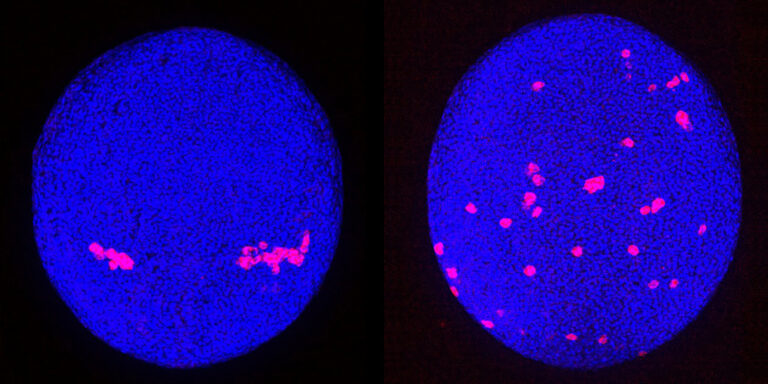 Patterns in primordial germ cell migration