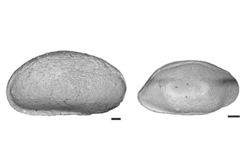 Mussel crabs from the Permian period. Left: Fabalicypris obunca. Right: Orthobairdia capuliformis. Scale 0,1 mm. (Image: MfN)