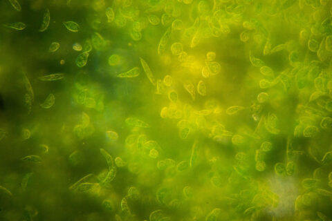 green algae