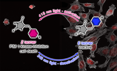 Towards entry "Switching molecules on & off by light to control cellular dynamics"