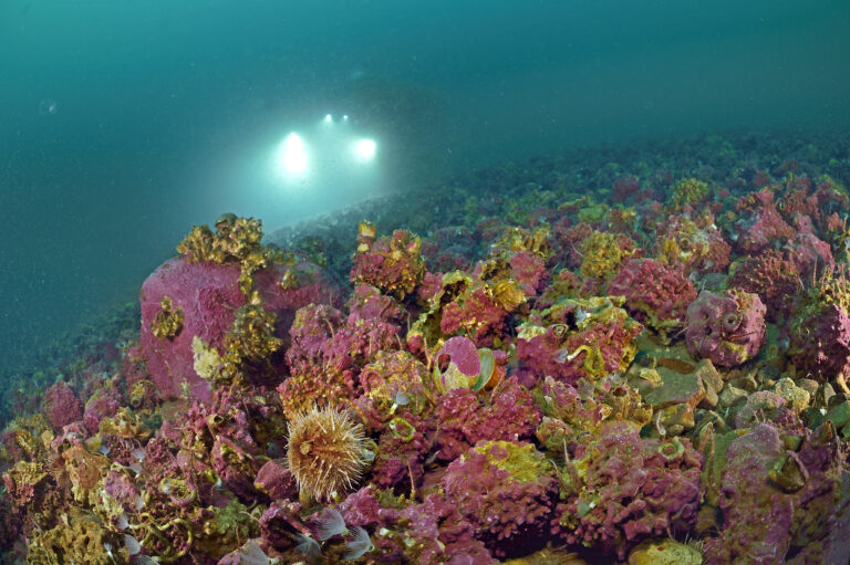 Ecosystem engineers under pressure