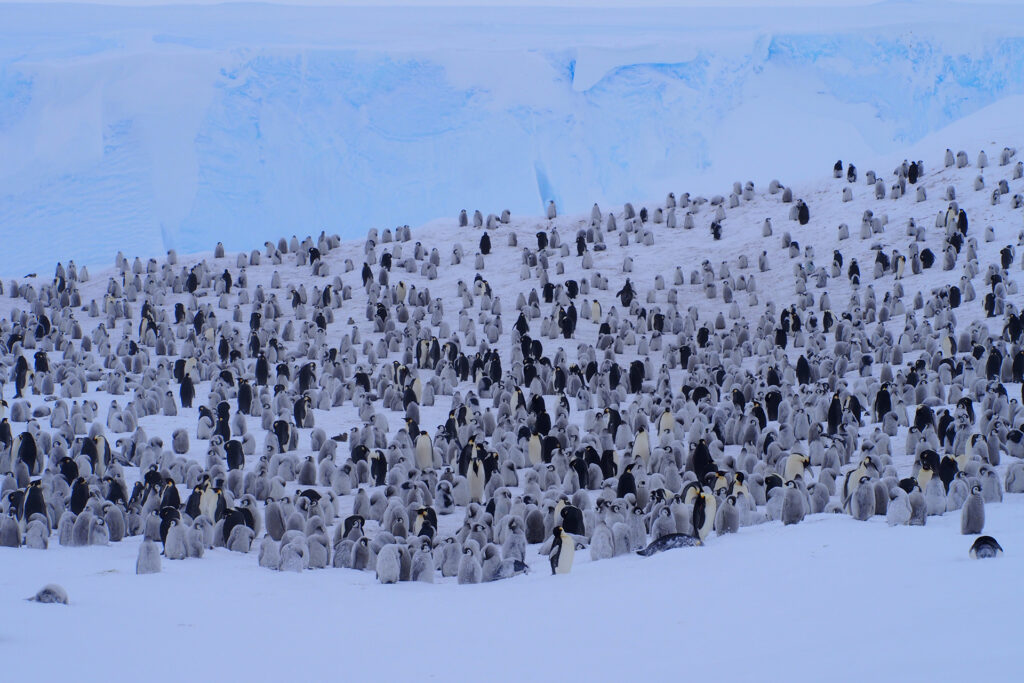 Quite difficult to count: Emperor penguins from the Antarctic Atka Bay near the German Neumayer Station. (Image: Céline Le Bohec)
