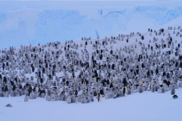 Quite difficult to count: Emperor penguins from the Antarctic Atka Bay near the German Neumayer Station. (Image: Céline Le Bohec)