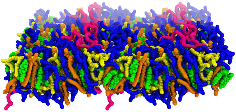 Lipid nanoparticles restructure their membrane significantly after being absorbed into a cell and ending up in an acidic environment