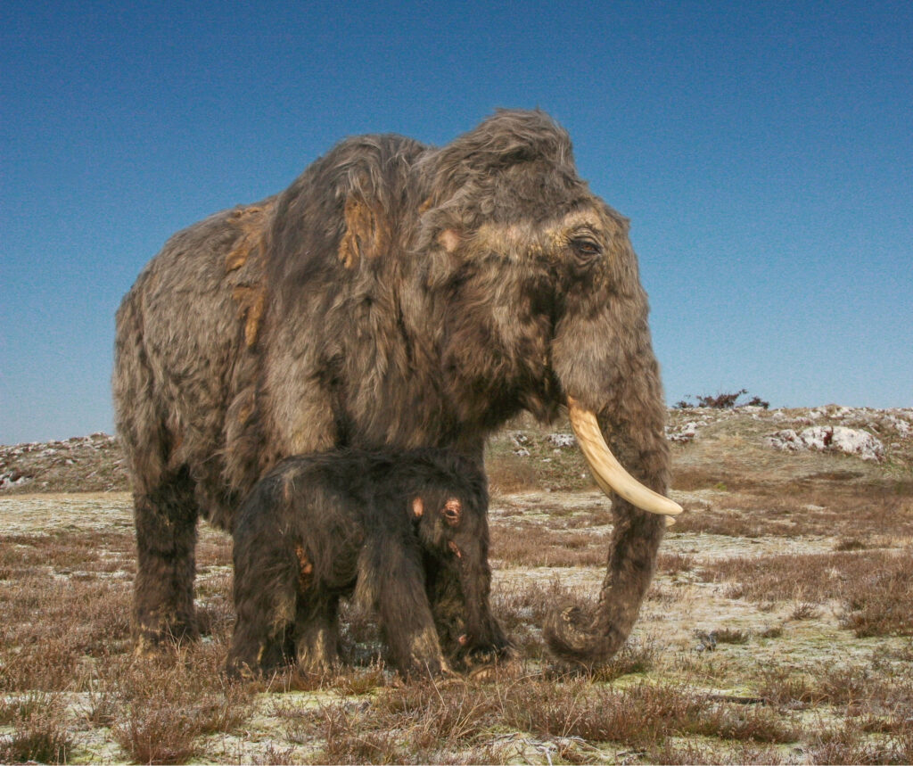 A female mammoth with her calf in a glacial landscape during the peak of the last Ice Age. (Reconstruction: R. Bakker, K. Schwerdt and W. Rosendahl, © Reiss-Engelhorn Museums Mannheim)